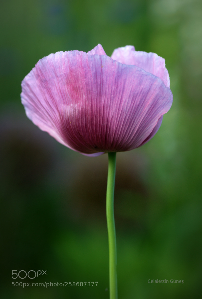 Nikon D300 sample photo. Gelincik photography