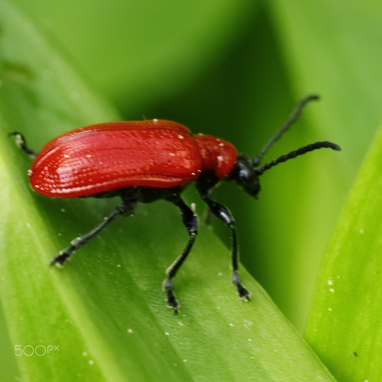 Canon EF 100mm F2.8 Macro USM sample photo. Red lilien käfer photography