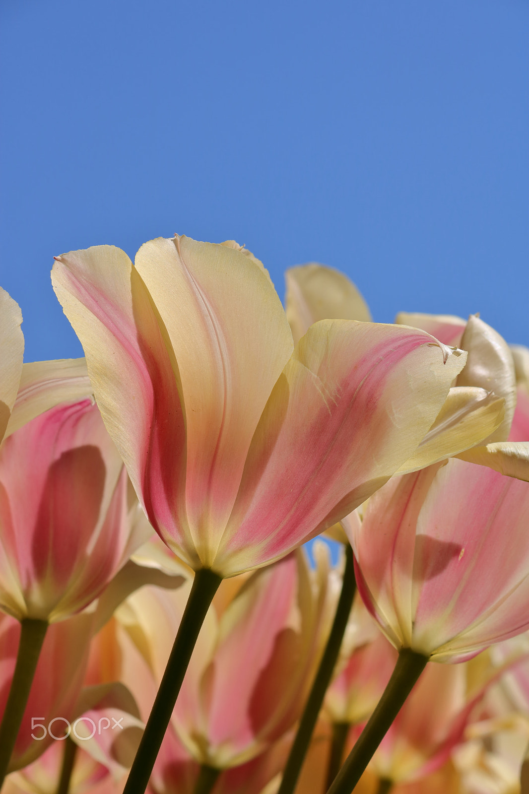 Canon EF-S 55-250mm F4-5.6 IS II sample photo. The translucent tulip photography
