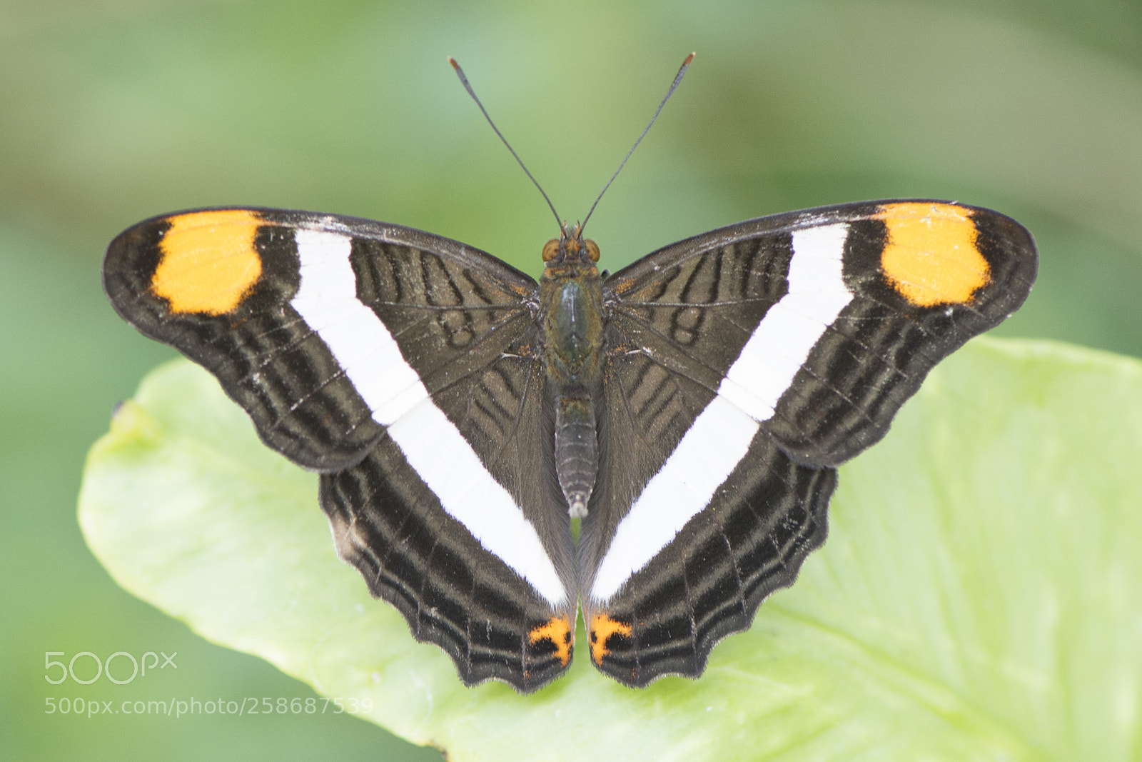 Nikon D7200 sample photo. Butterfly 2018-32 photography