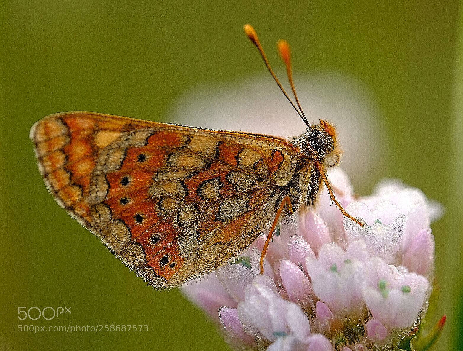 Fujifilm X-T2 sample photo. Butterfly iii photography