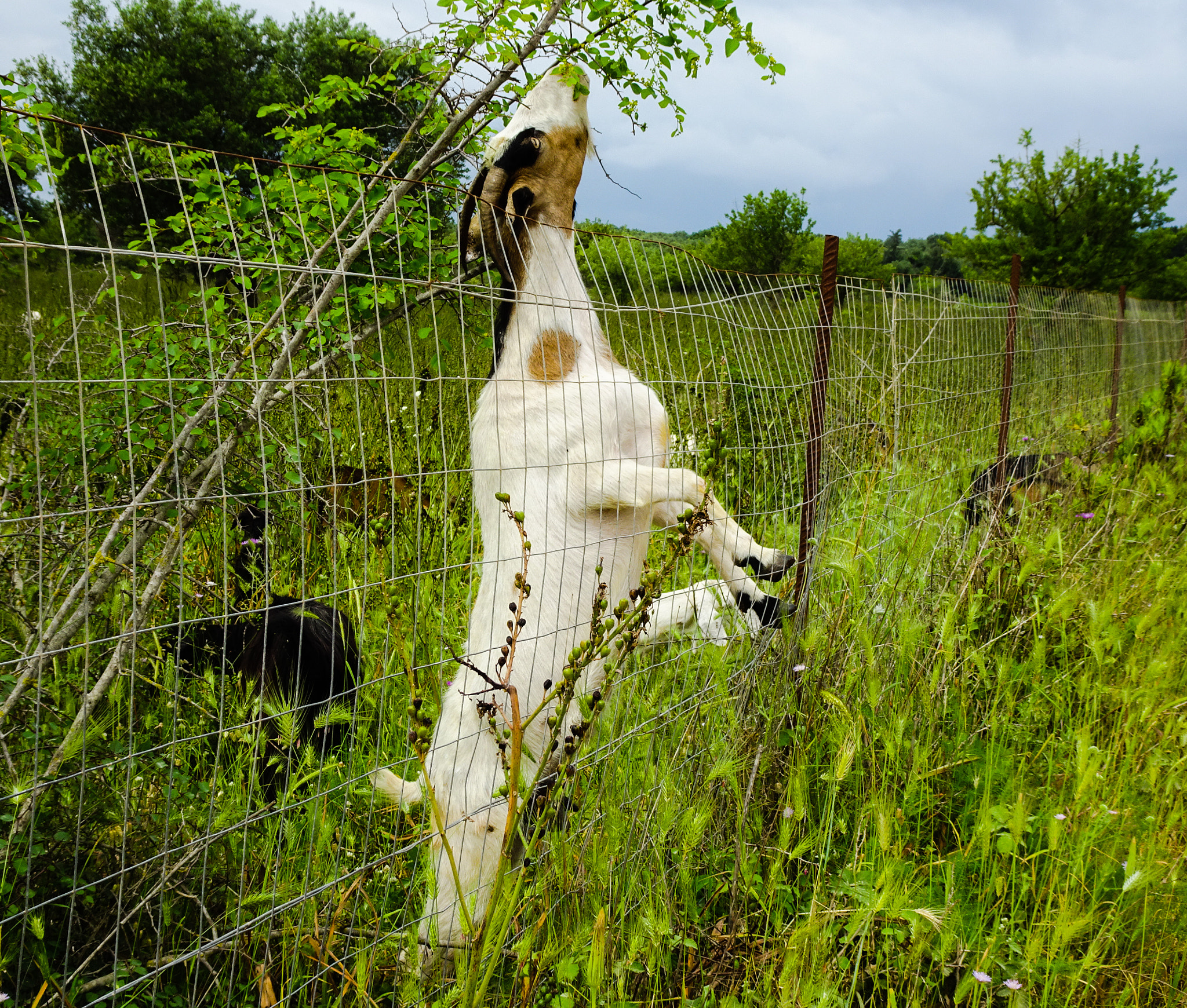 Sony Cyber-shot DSC-WX500 sample photo. Goat in pasture photography