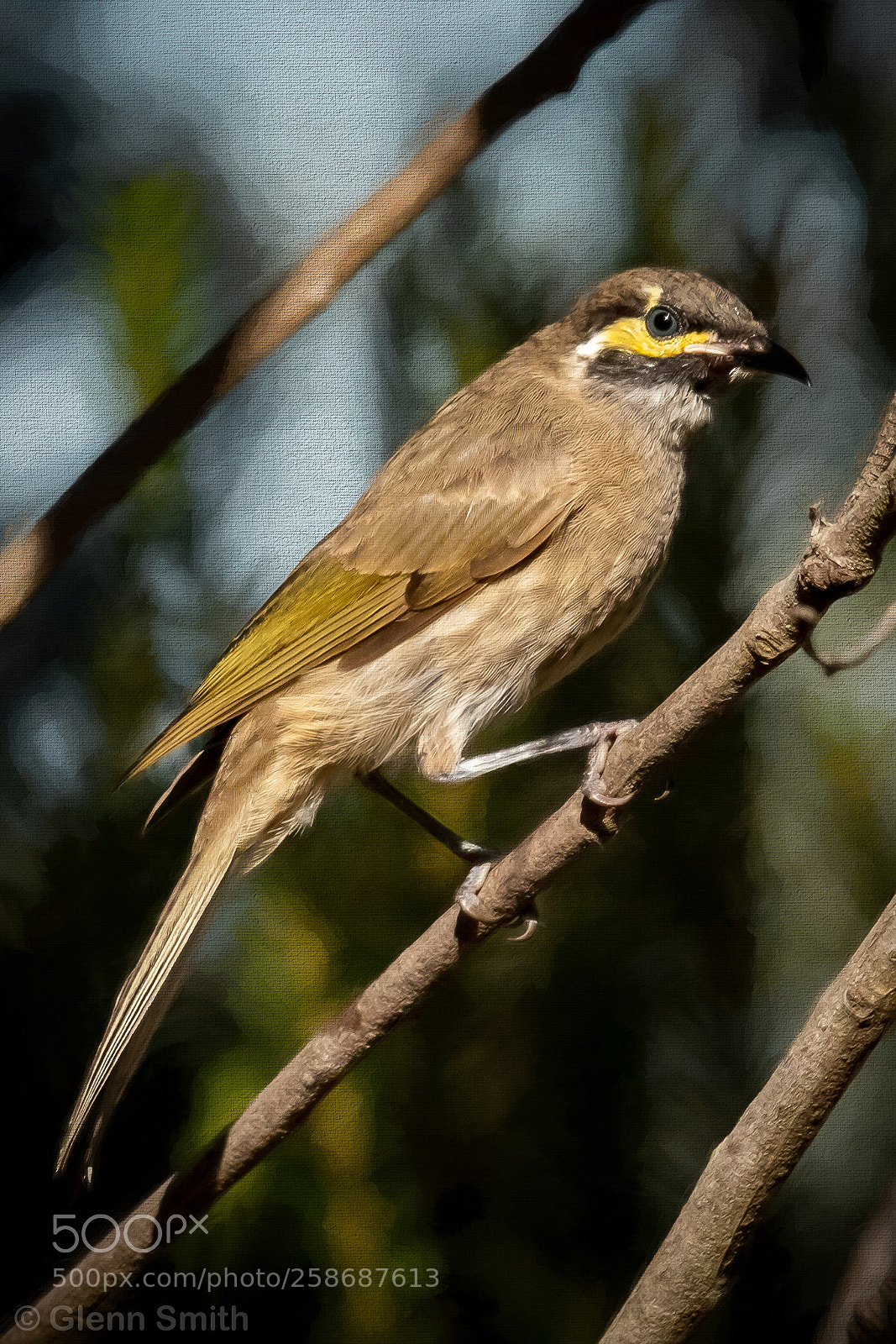Canon EOS 7D Mark II sample photo. Yellow-faced honeyeater photography