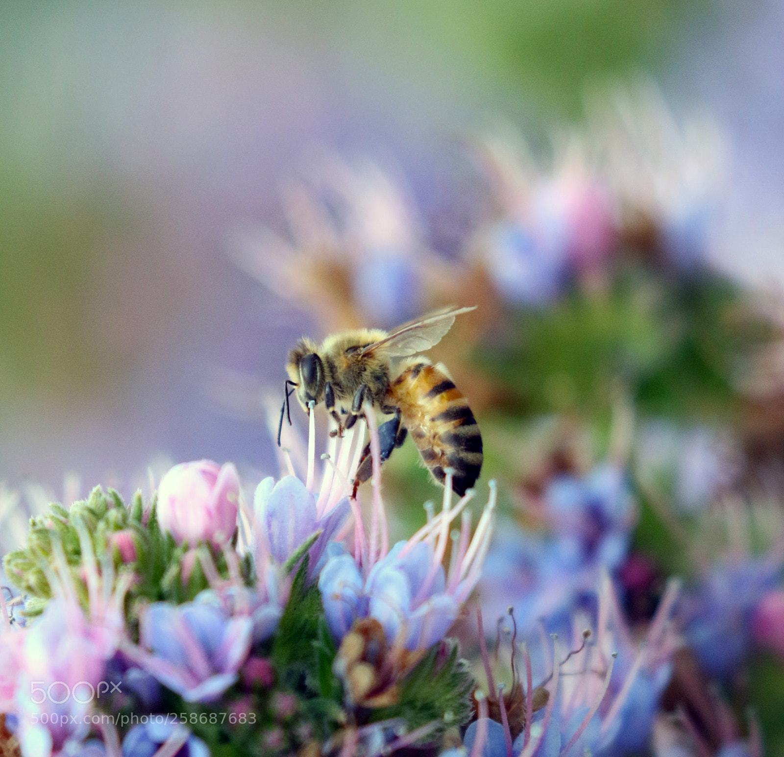 Canon EOS 7D Mark II sample photo. Bee well photography