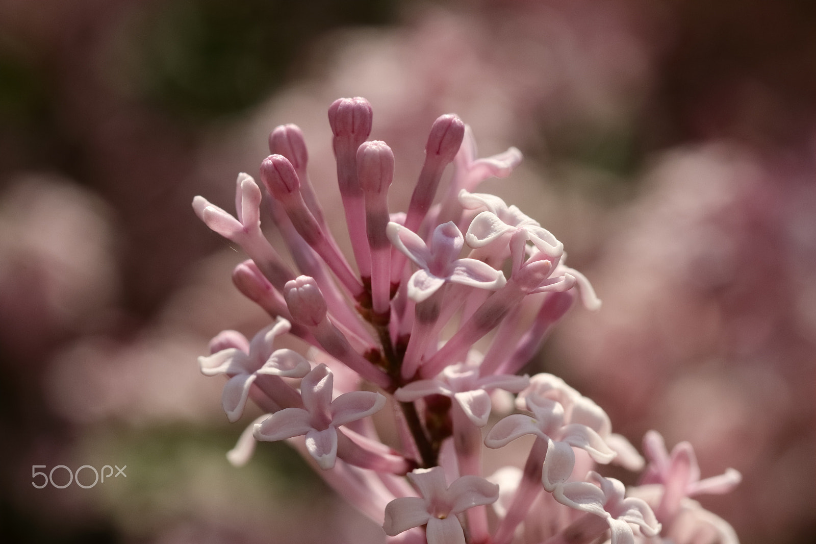 Canon EF 100mm F2.8 Macro USM sample photo. Flieder photography