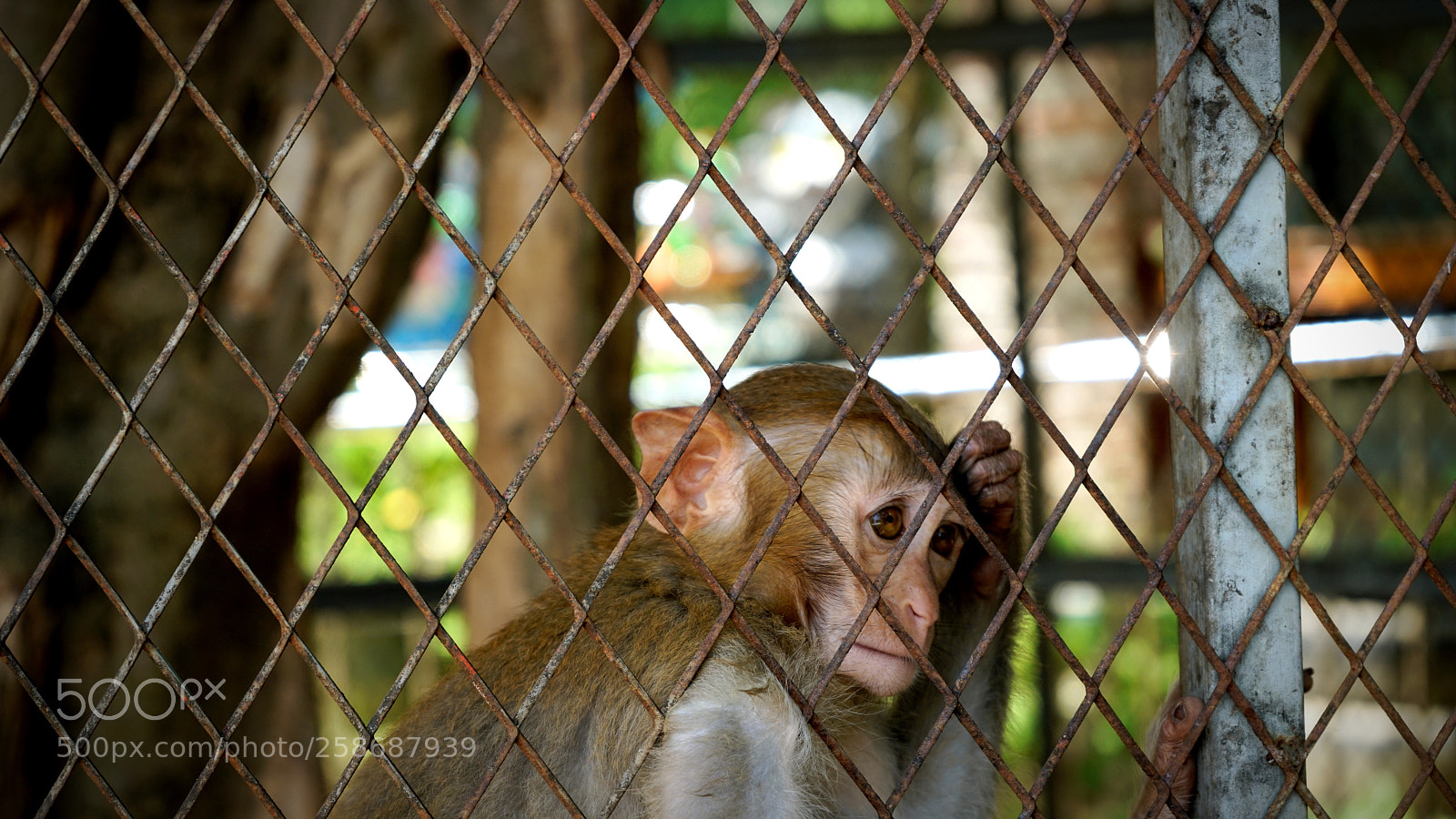 Sony a7R II sample photo. Untitled photography