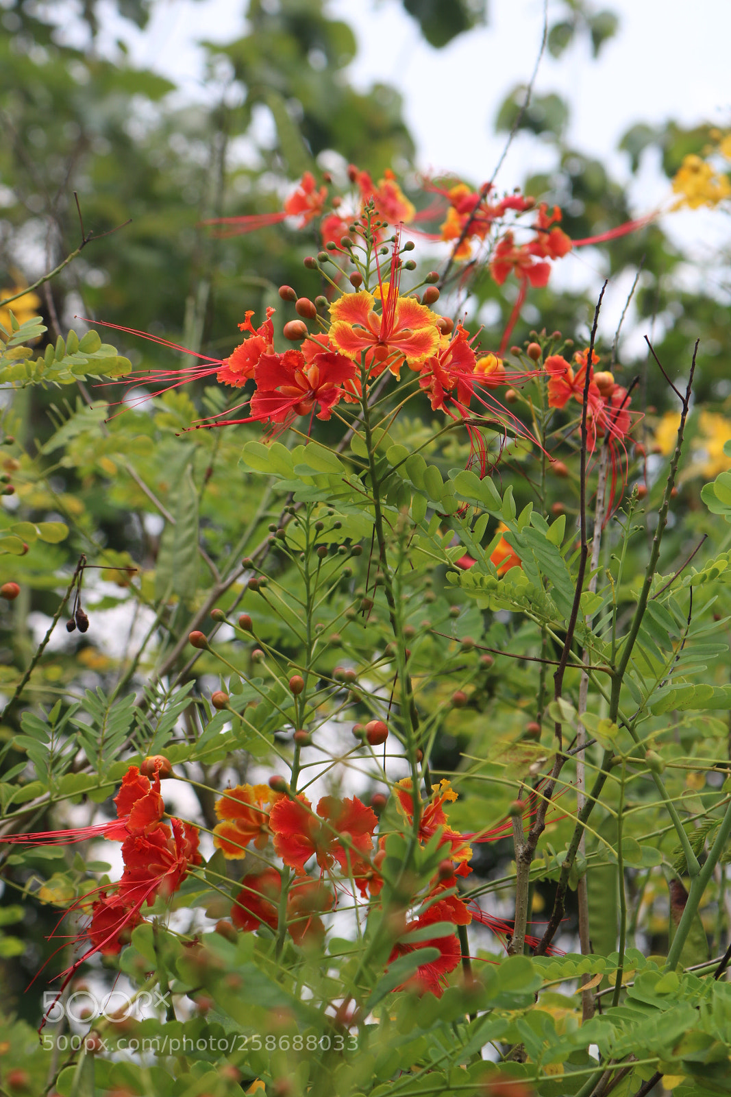 Canon EOS 750D (EOS Rebel T6i / EOS Kiss X8i) sample photo. Img photography
