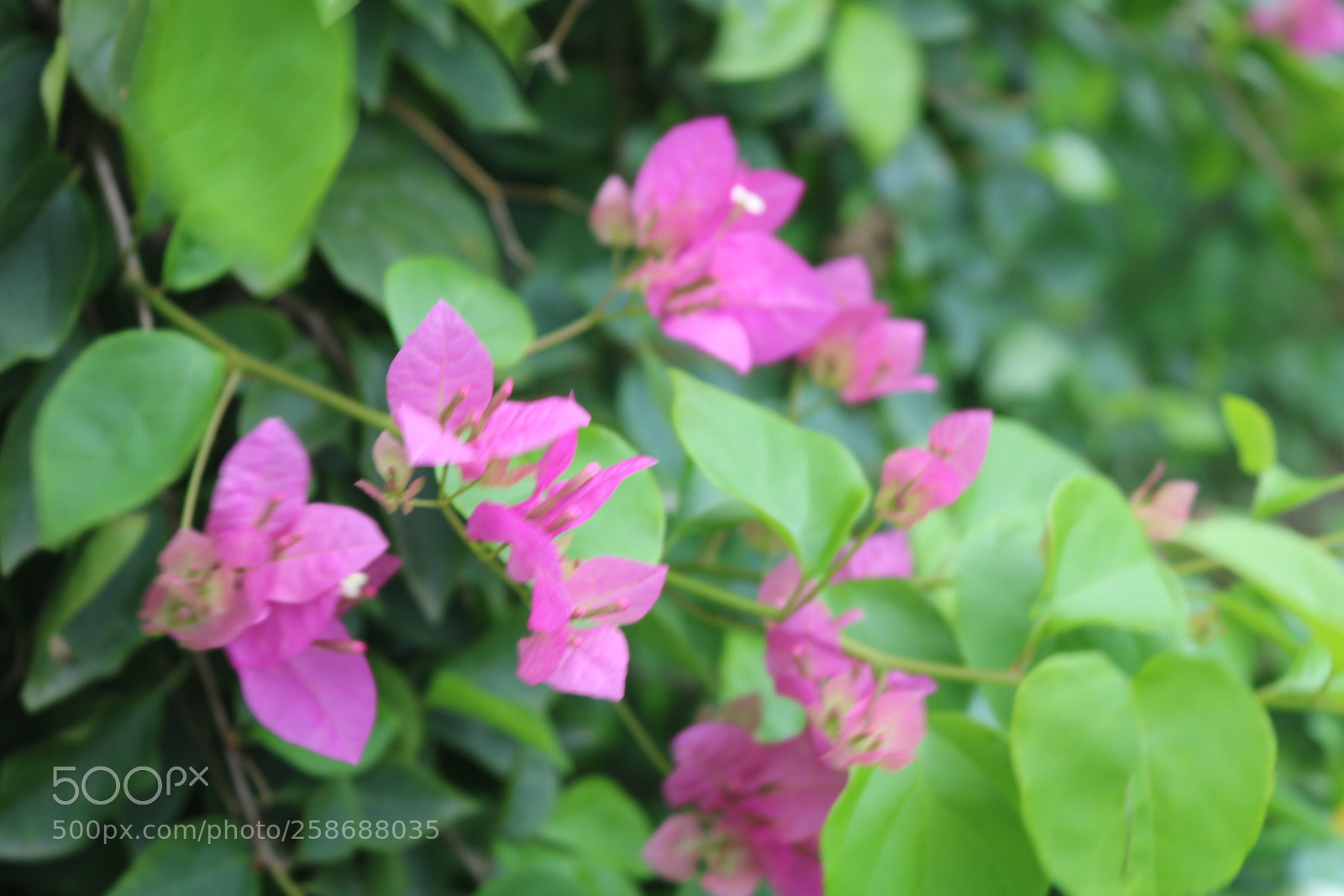 Canon EOS 750D (EOS Rebel T6i / EOS Kiss X8i) sample photo. Img photography