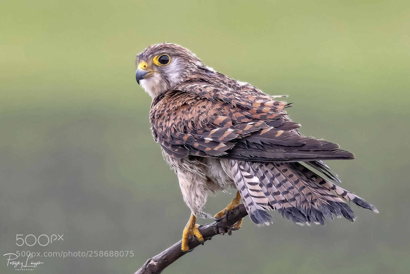 Nikon D850 sample photo. Red kestrel photography