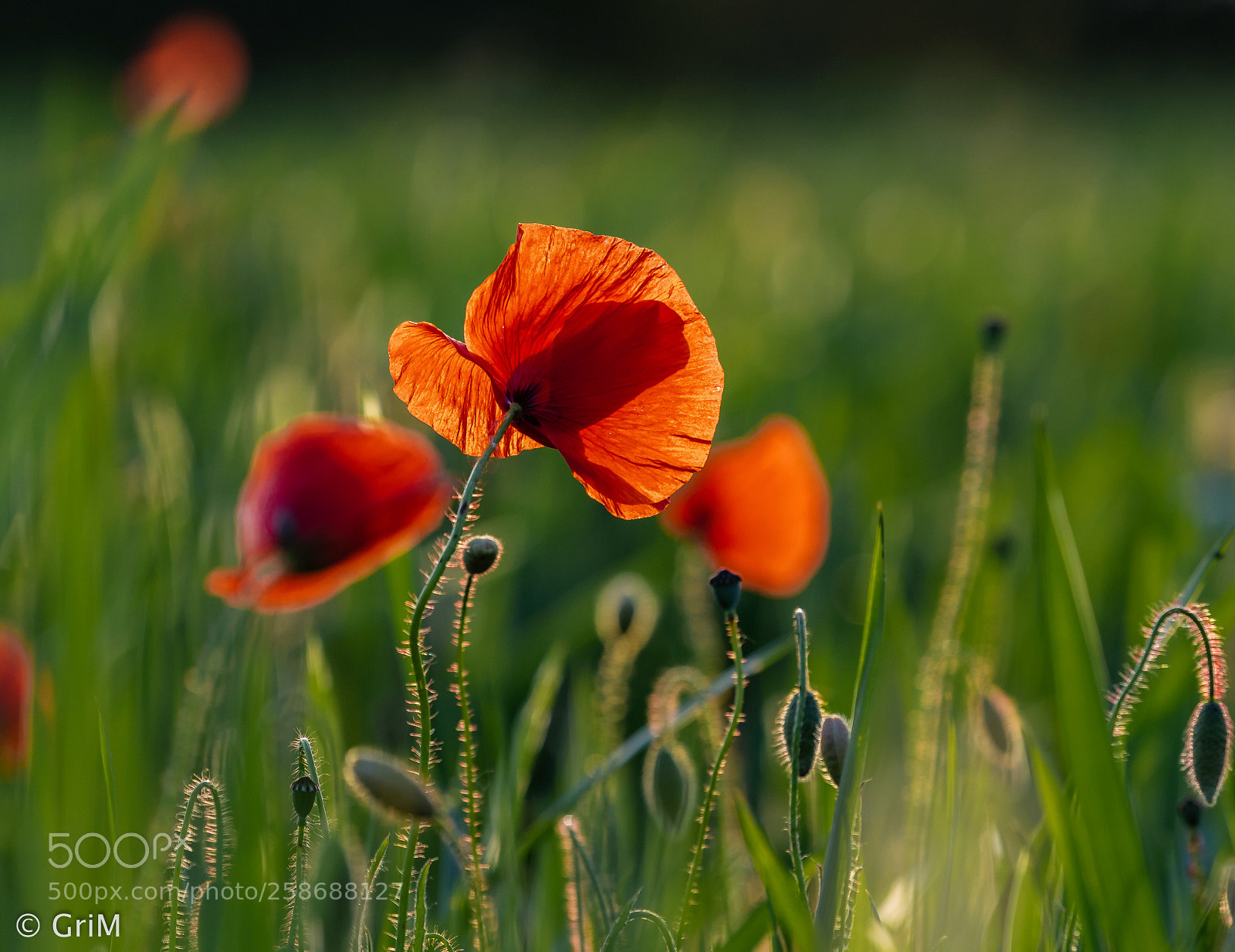 Olympus OM-D E-M5 II sample photo. Summer feeling photography