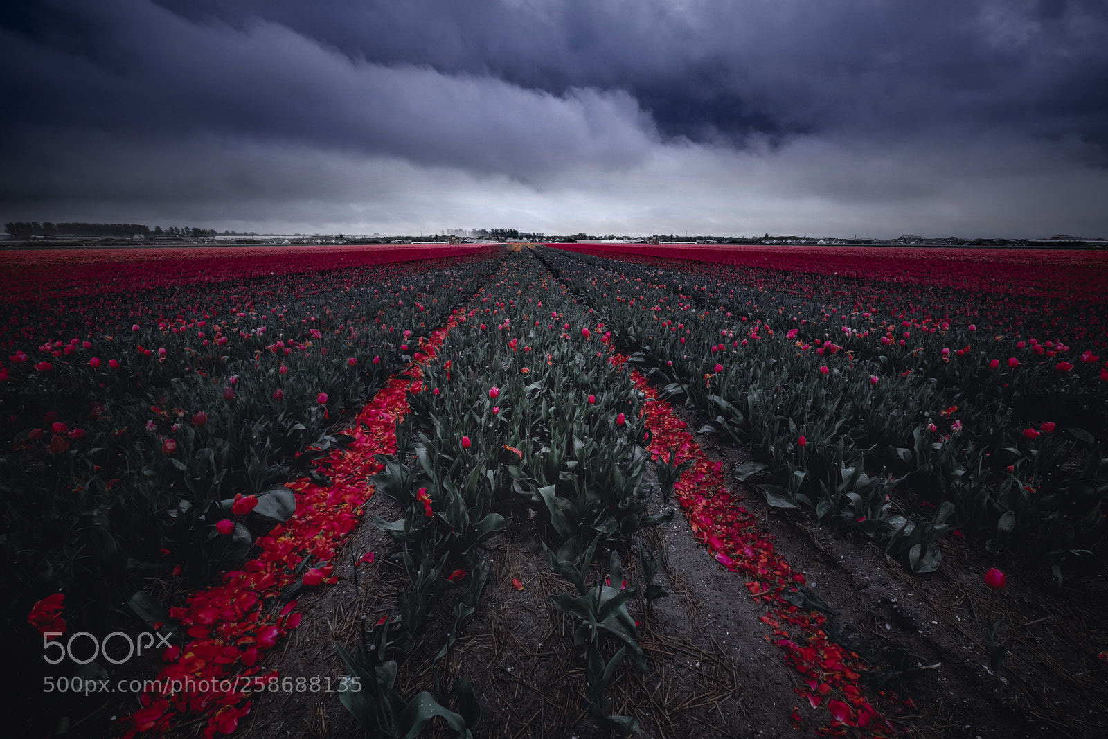 Fujifilm X-T1 sample photo. Moody tulips photography