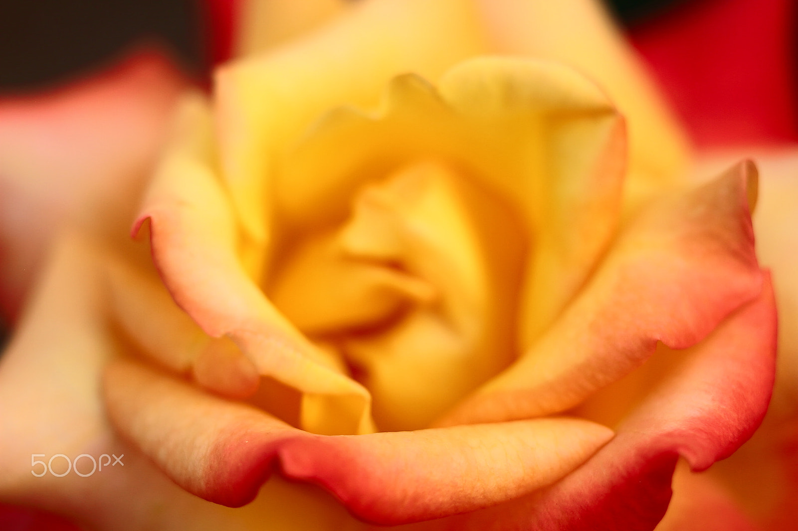 Canon EOS 7D + Canon EF 50mm F1.8 II sample photo. Rose photography