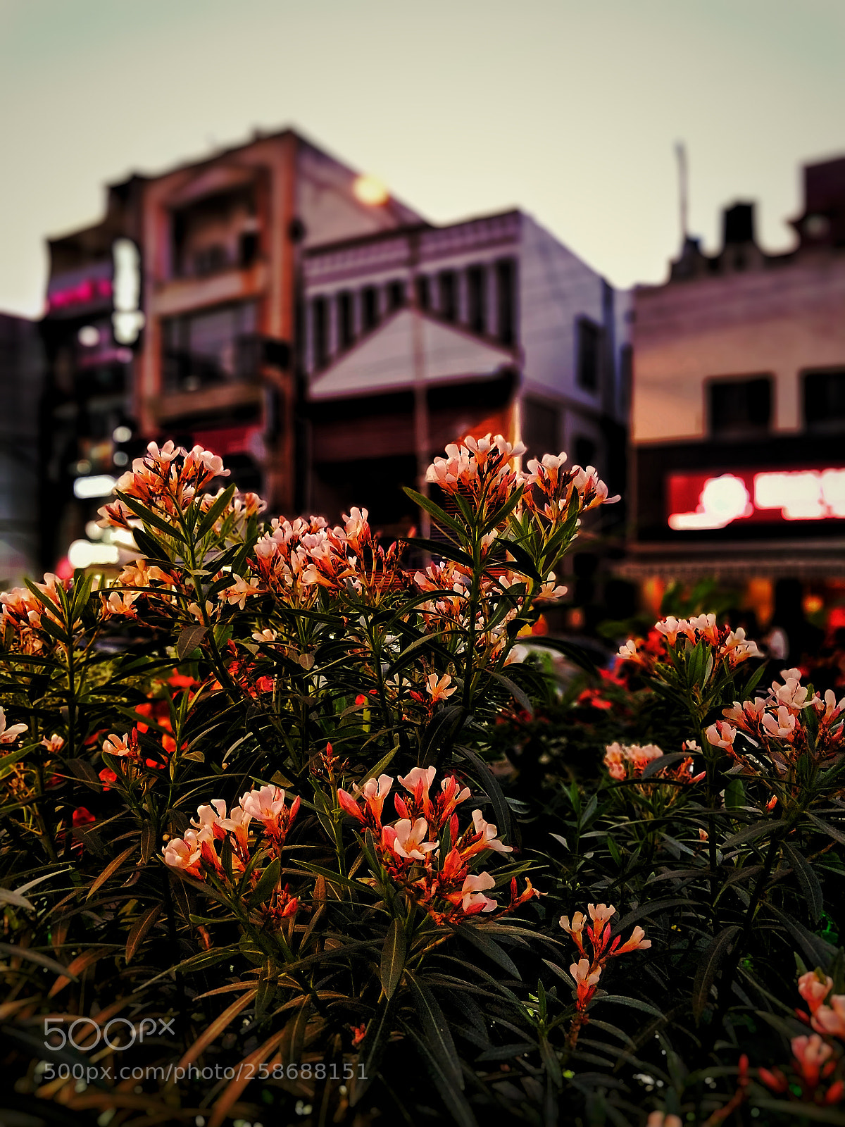 OnePlus 5T sample photo. Untitled photography
