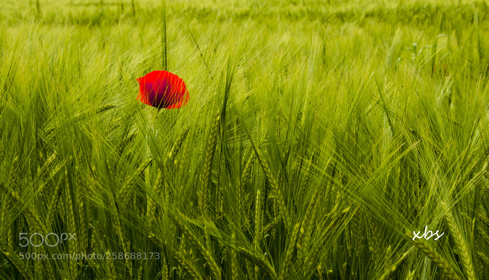Nikon D7200 sample photo. Amapola photography