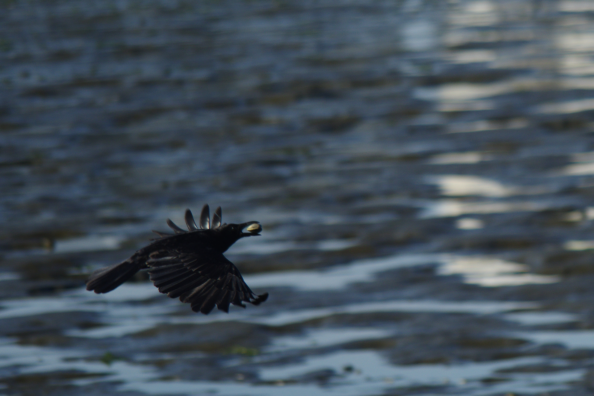 Pentax K-70 sample photo. Crow with a clam photography
