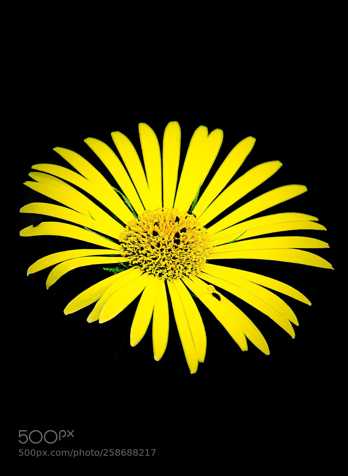 Fujifilm X-T2 sample photo. Black & yellow photography