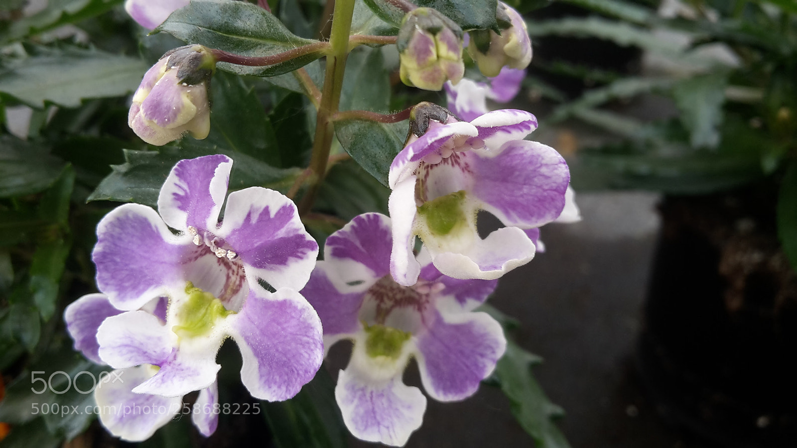 Samsung Galaxy S5 Mini sample photo. Flower photography