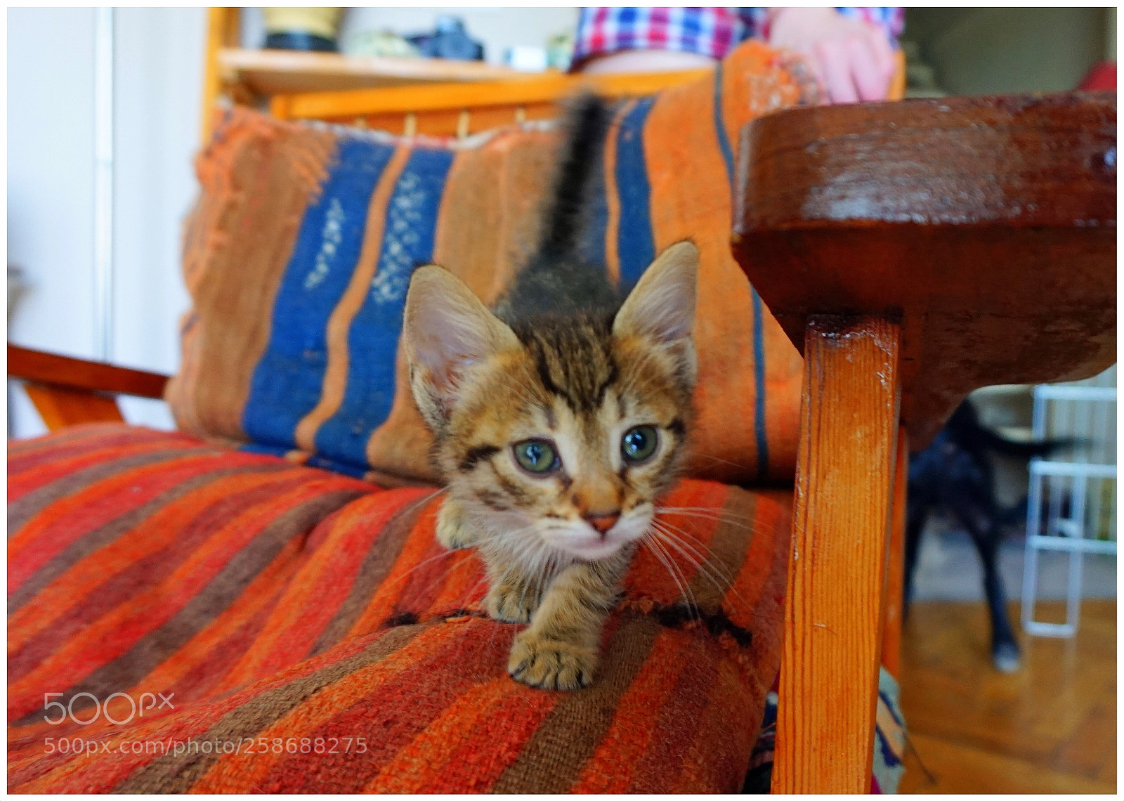 Sony Alpha a5000 (ILCE 5000) sample photo. Pisi pisi photography