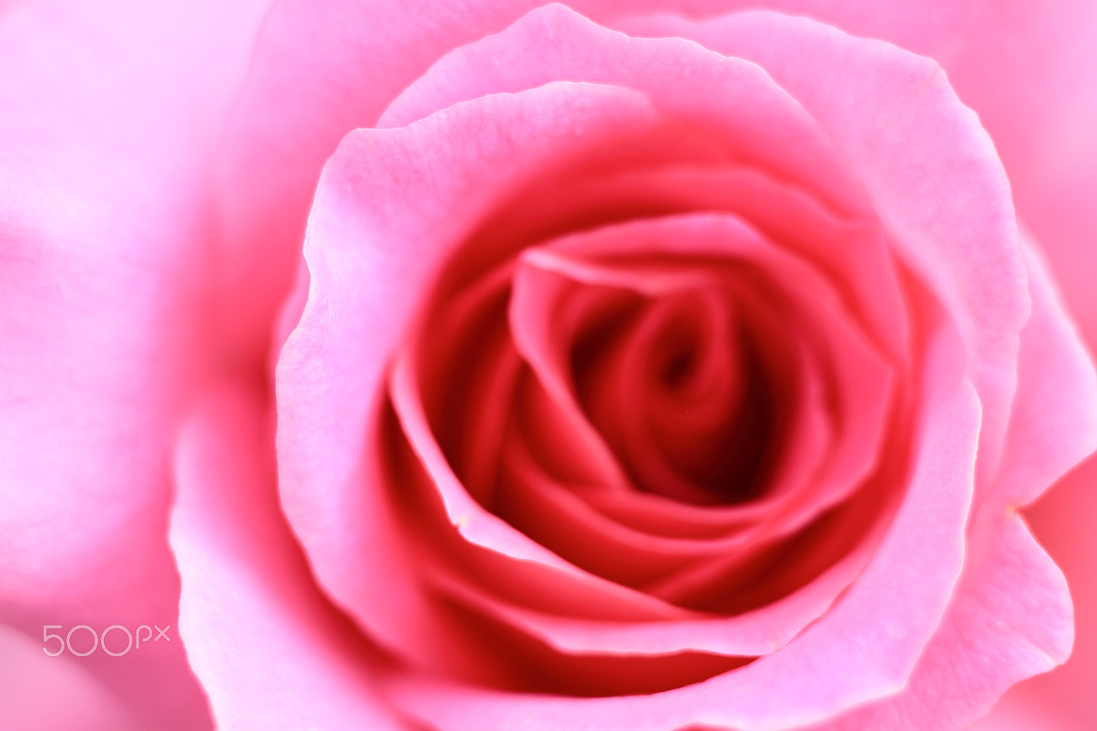 Canon EOS 7D + Canon EF 50mm F1.8 II sample photo. Pink rose photography