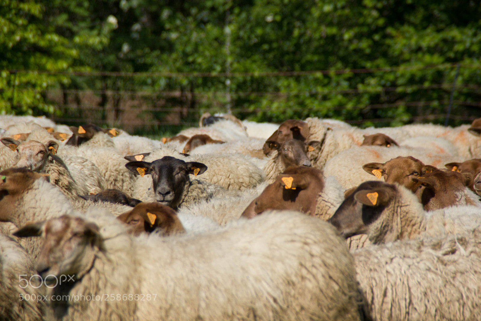 Canon EOS 550D (EOS Rebel T2i / EOS Kiss X4) sample photo. Transhumance photography
