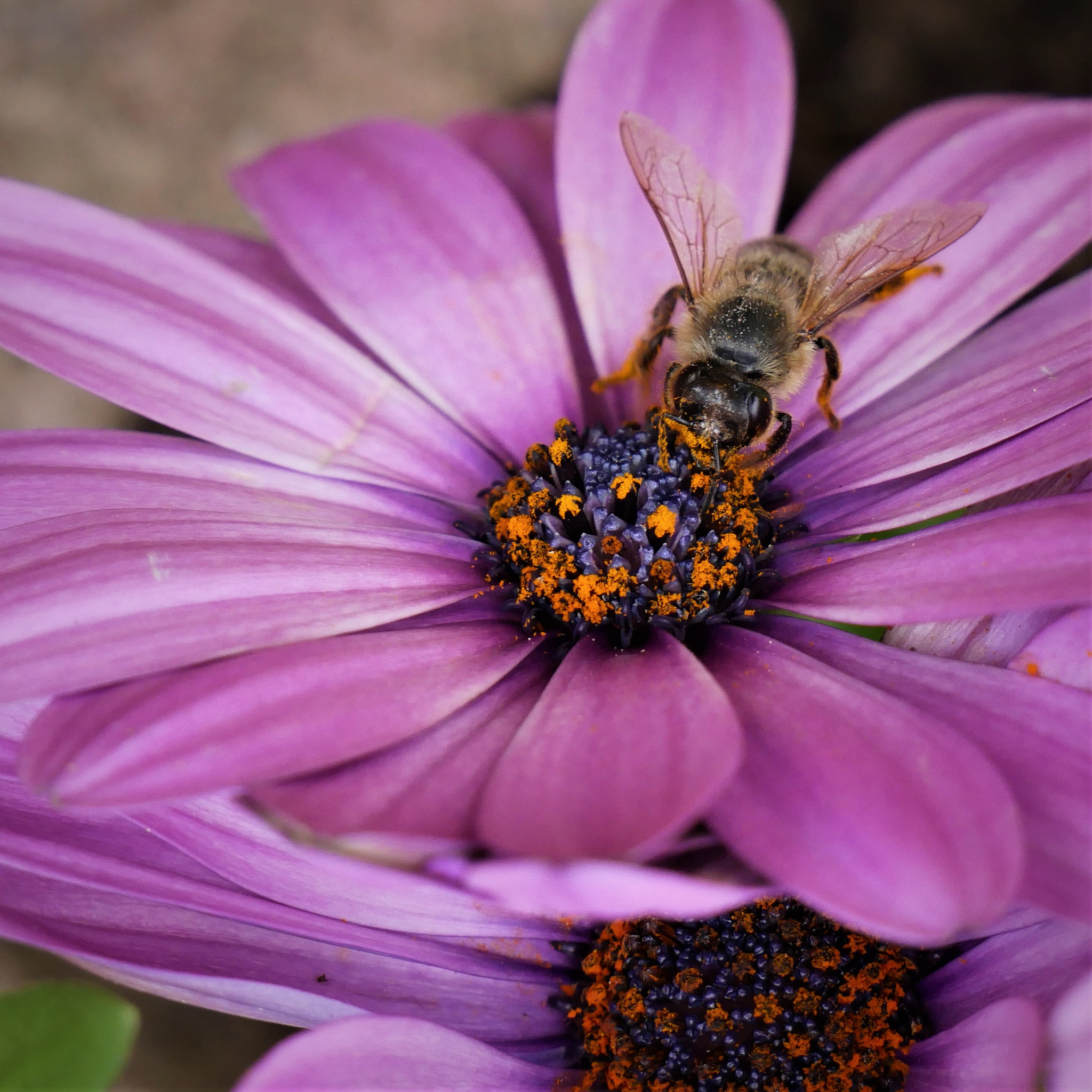 Panasonic DMC-G81 sample photo. Bee photography