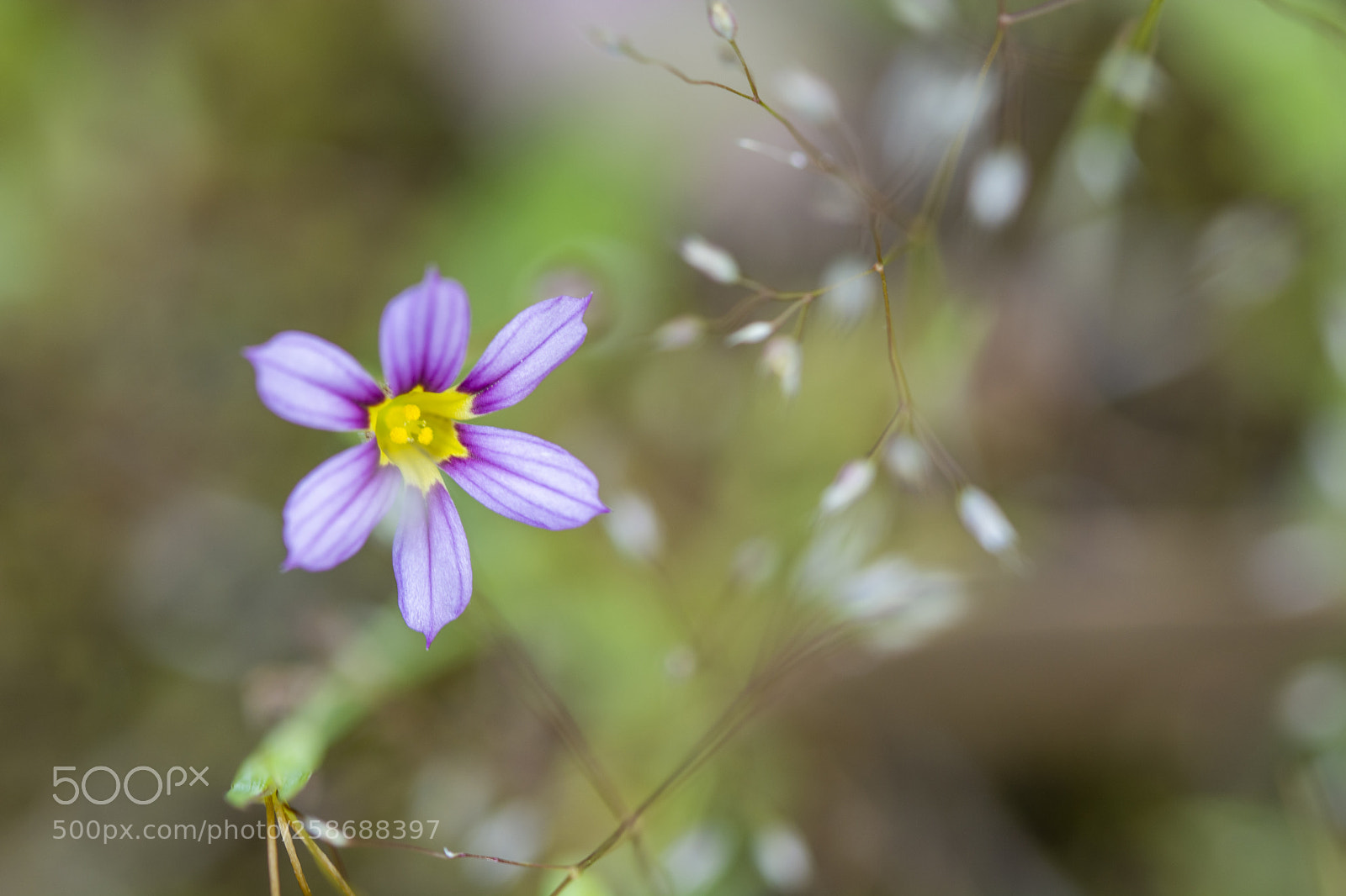 Nikon D7100 sample photo. 6petals photography