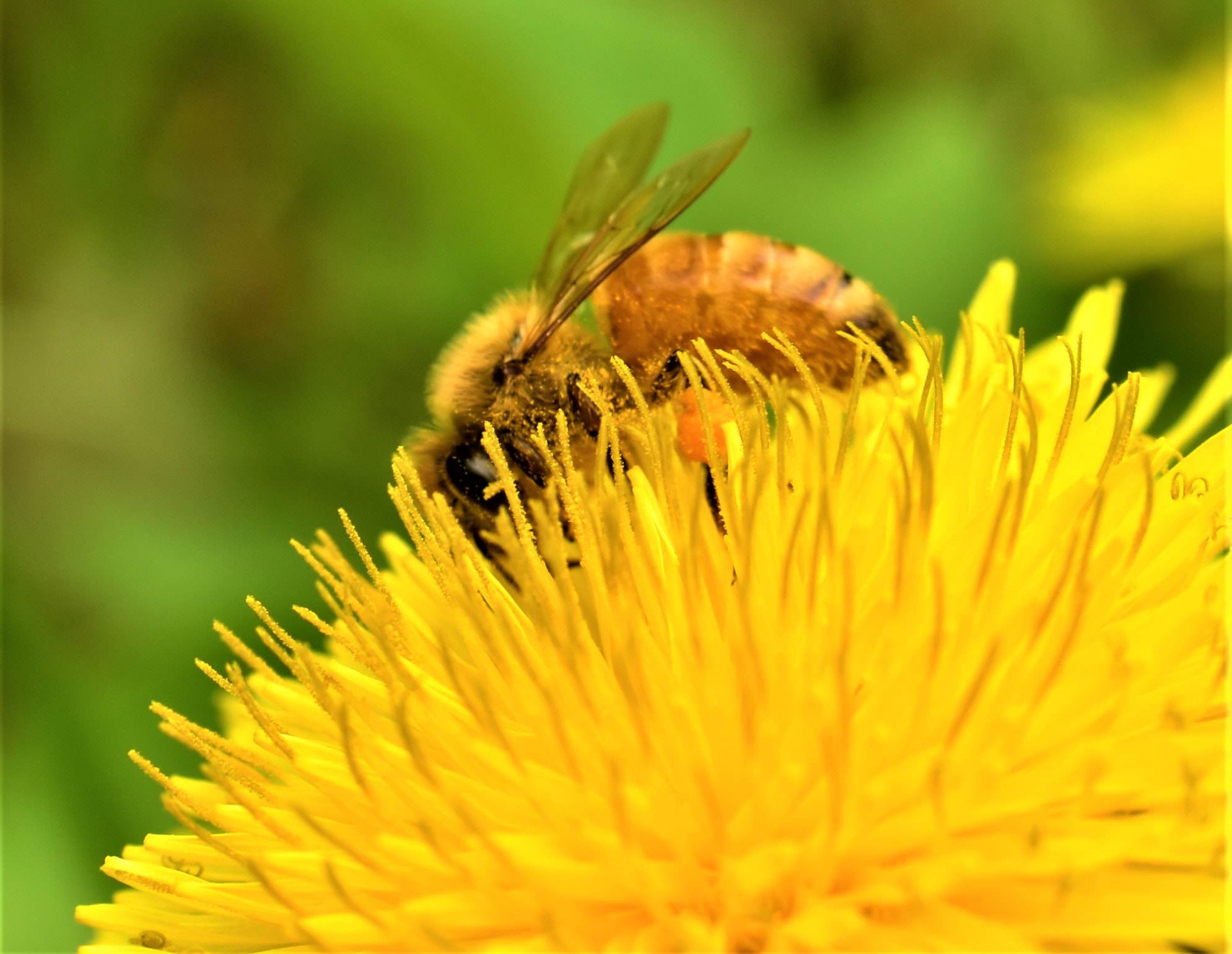 Nikon D5500 + Nikon AF-S DX Nikkor 35mm F1.8G sample photo. Dandelions photography