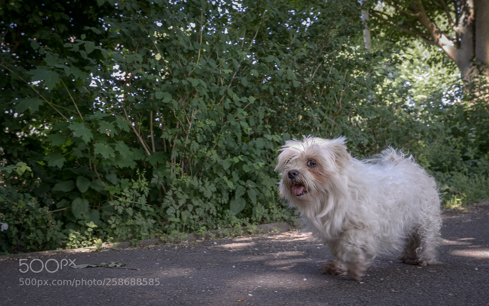 Nikon D800 sample photo. Our old girl photography