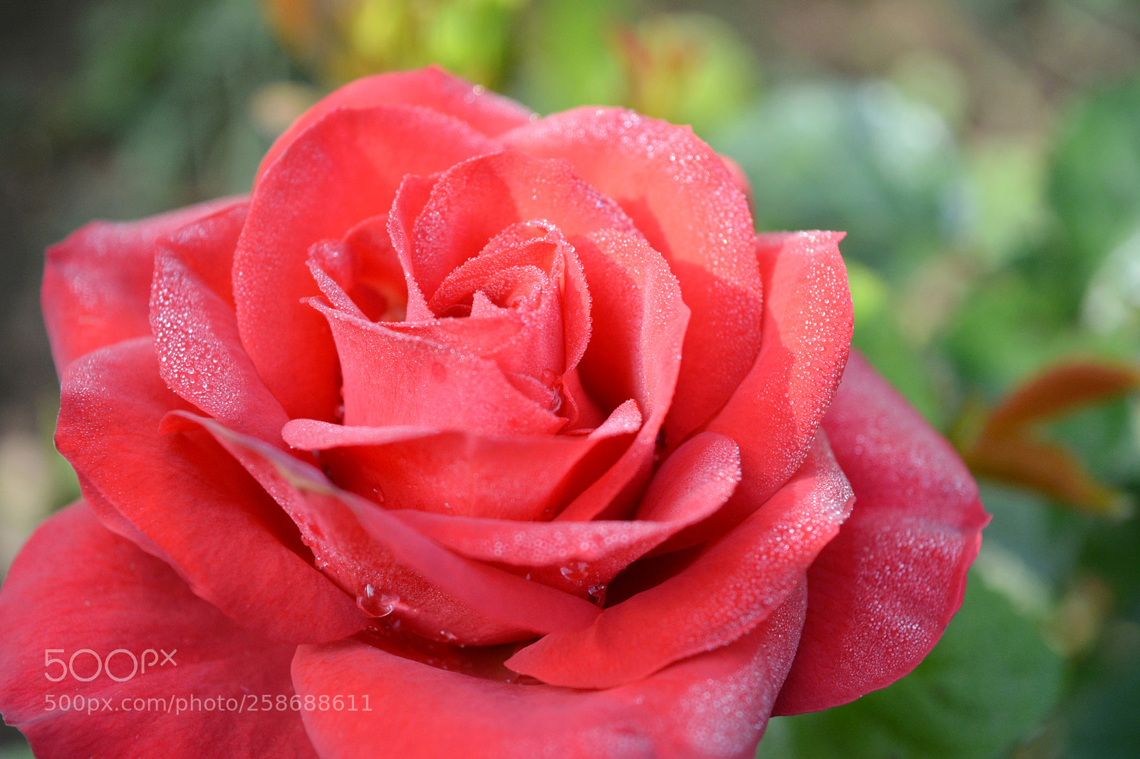 Nikon D5200 sample photo. Rose in tears photography