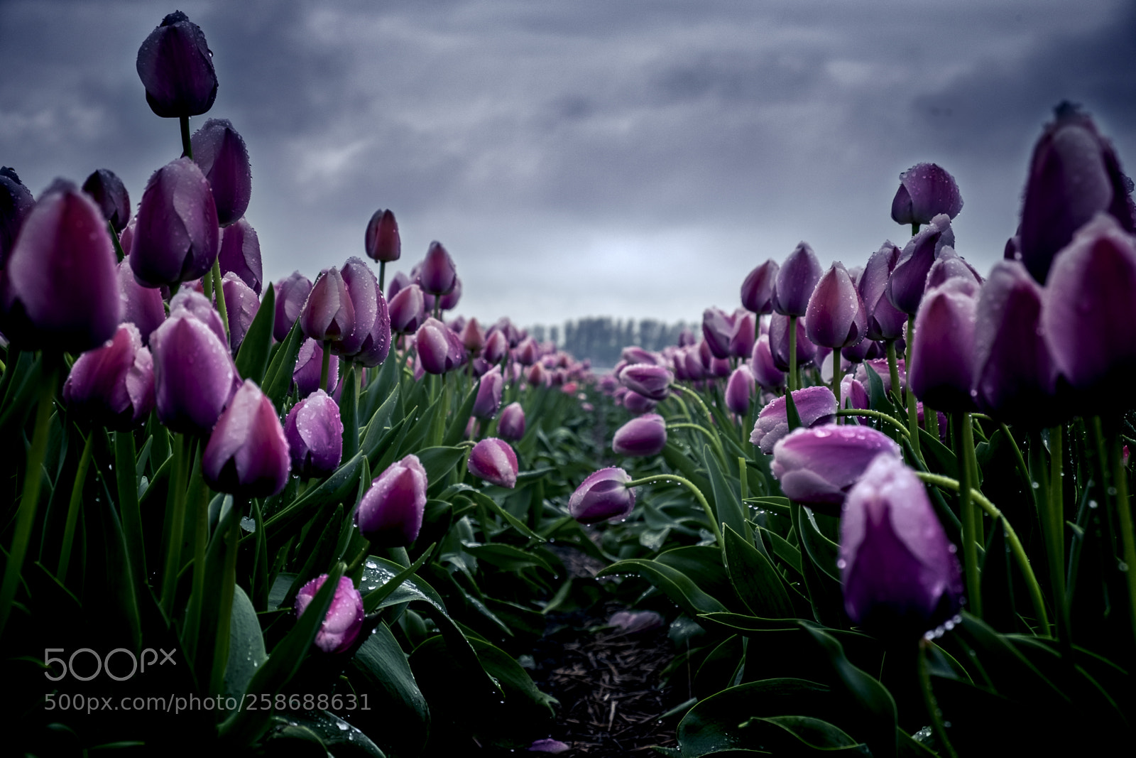 Fujifilm X-T1 sample photo. Moody tulips photography