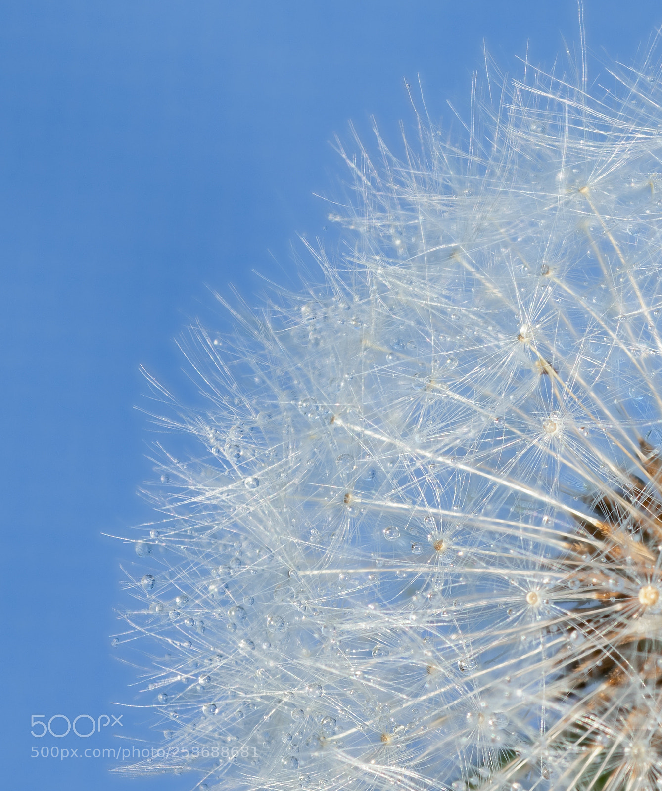Nikon D850 sample photo. Wet dandelion photography