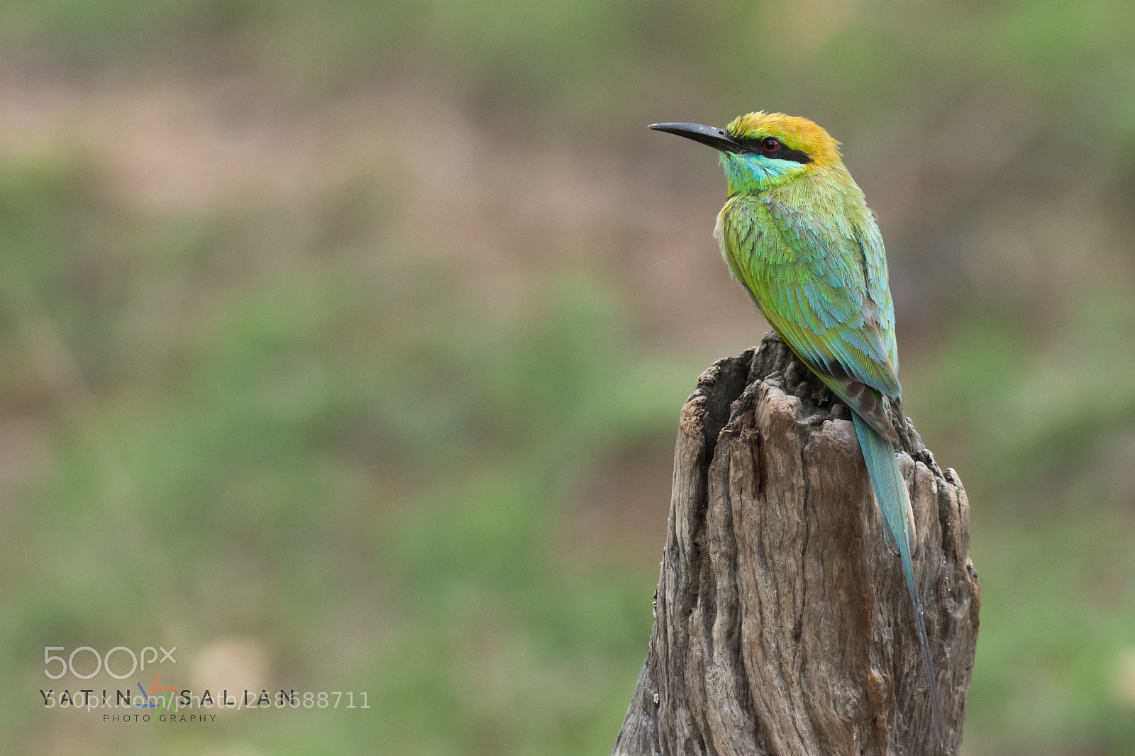 Nikon D7200 sample photo. Green bee eater photography