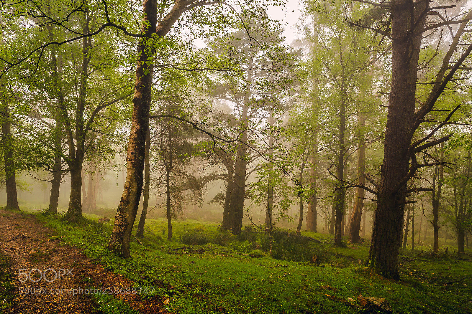 Canon EOS 6D sample photo. Bosque en el fitu photography