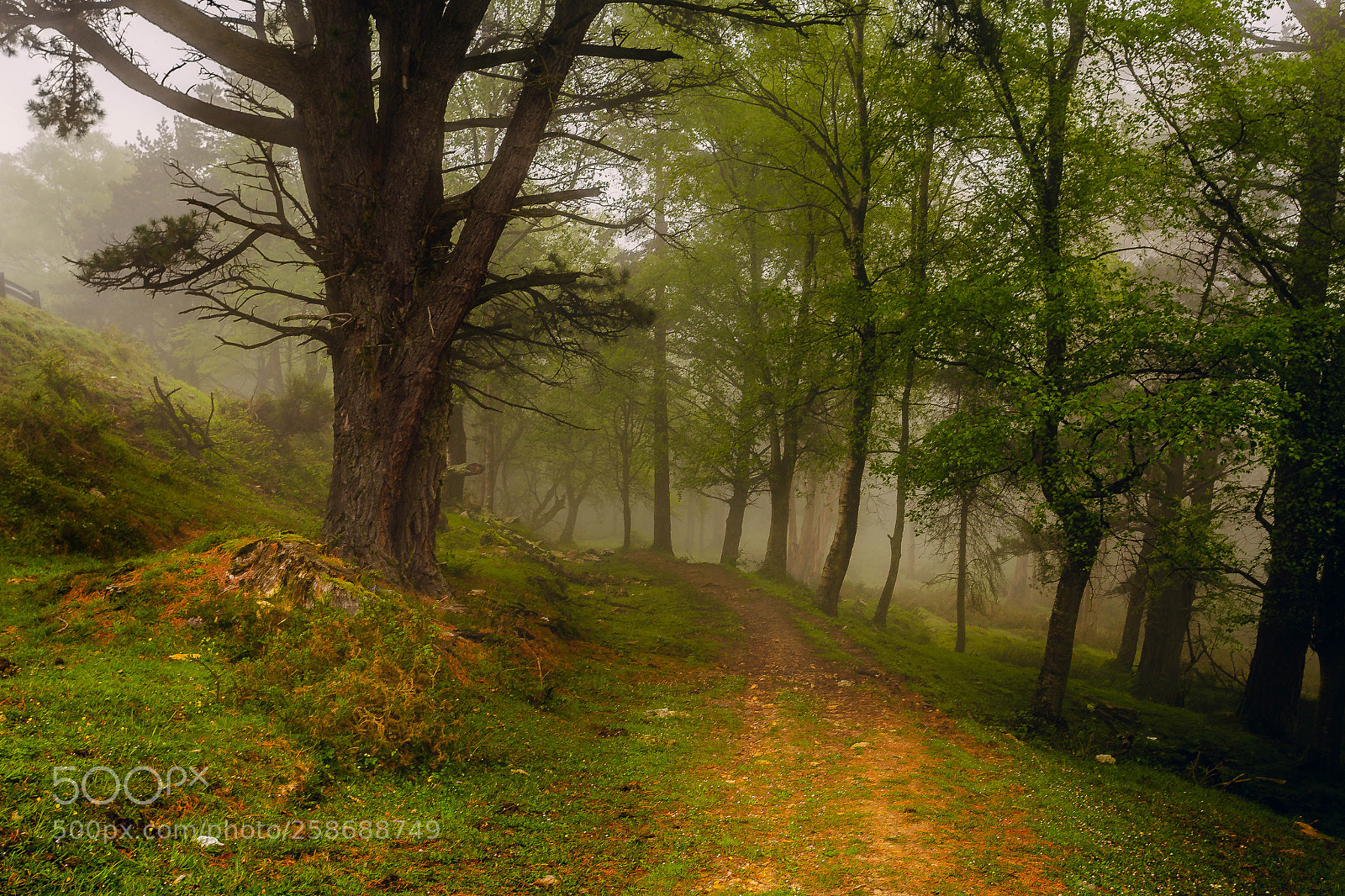 Canon EOS 6D sample photo. Bosque en el fitu photography