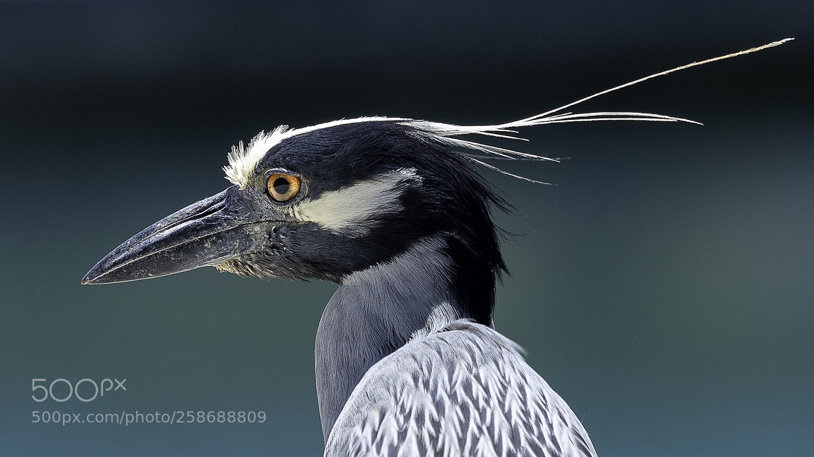 Sony a7R III sample photo. Heron @ t-dock photography