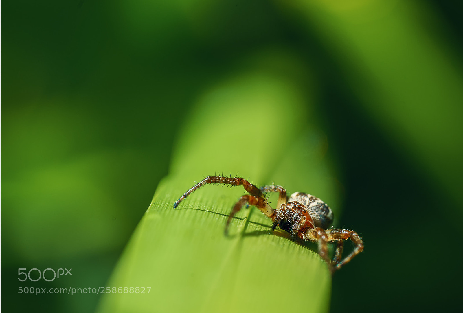 Sony a7 II sample photo. Sunbather photography
