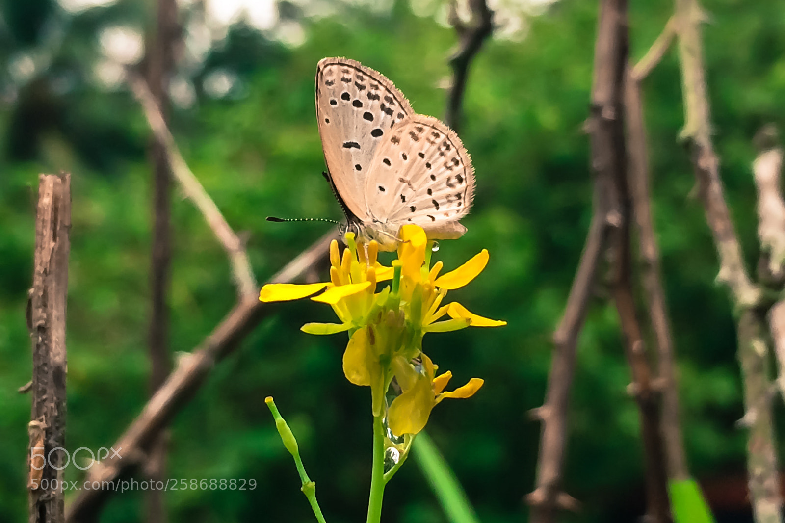 Apple iPhone 5s sample photo. Humble butterfly photography