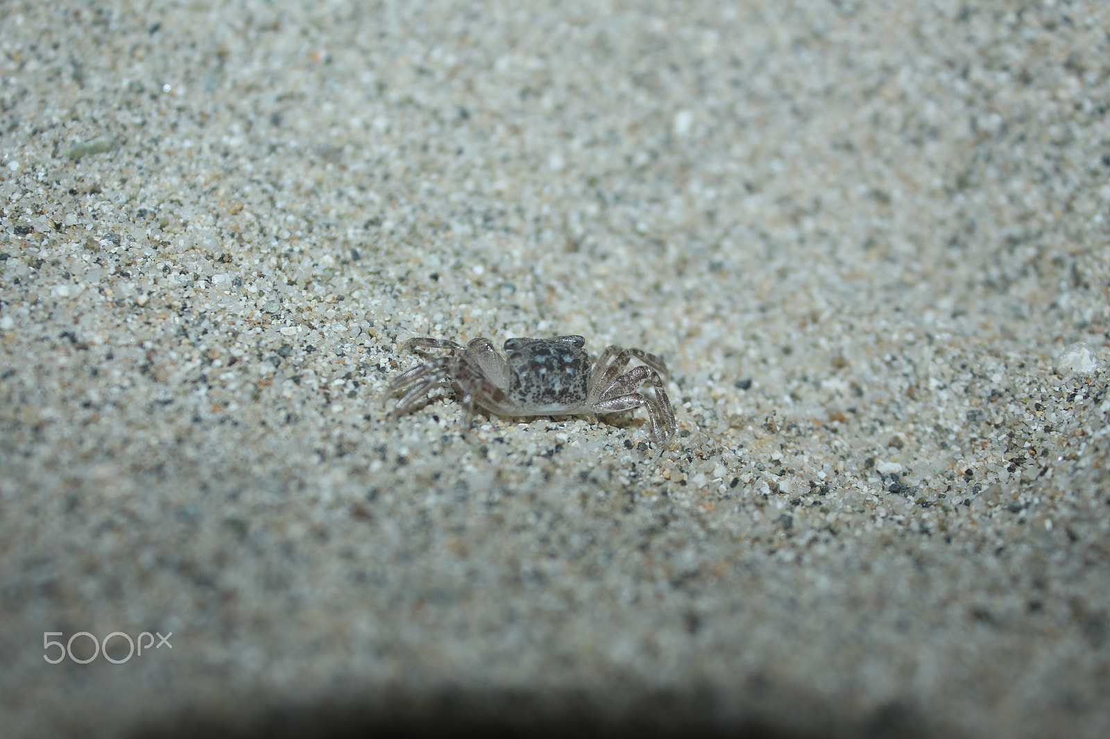 Canon EF-S 18-55mm F3.5-5.6 IS sample photo. Night creature photography