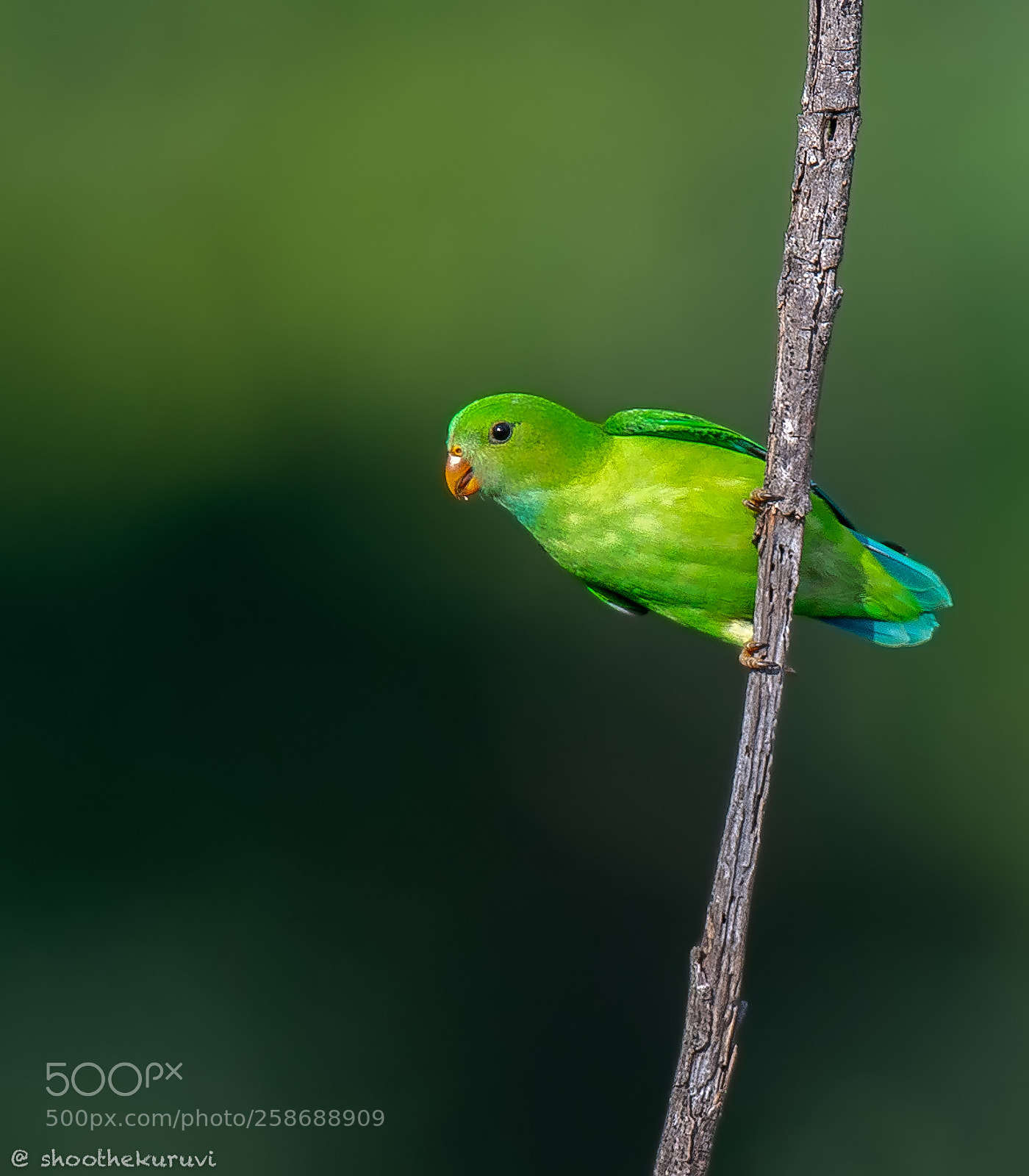 Nikon D500 sample photo. Vernal hanging parrot photography