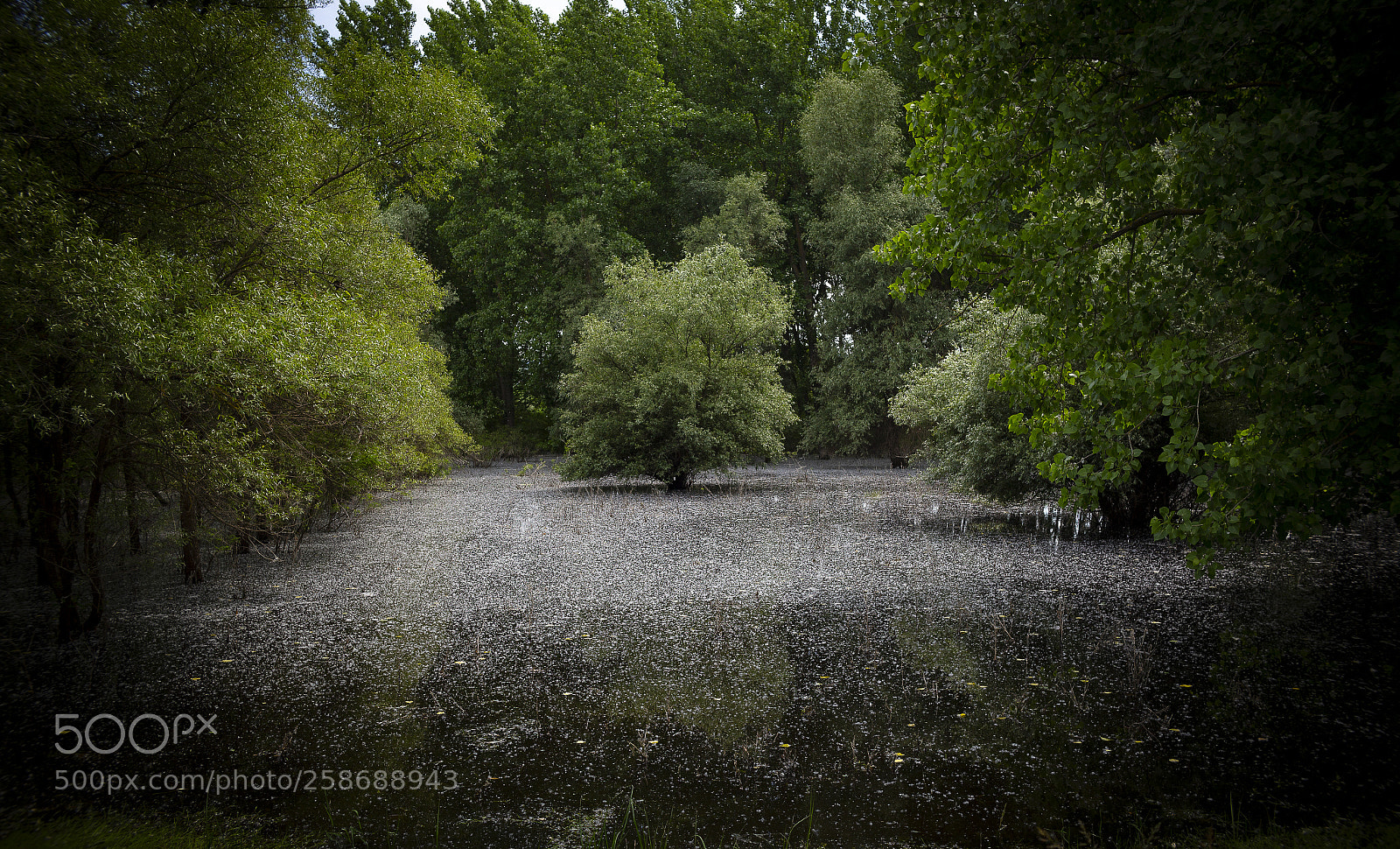 Canon EOS 6D sample photo. Willow tree photography