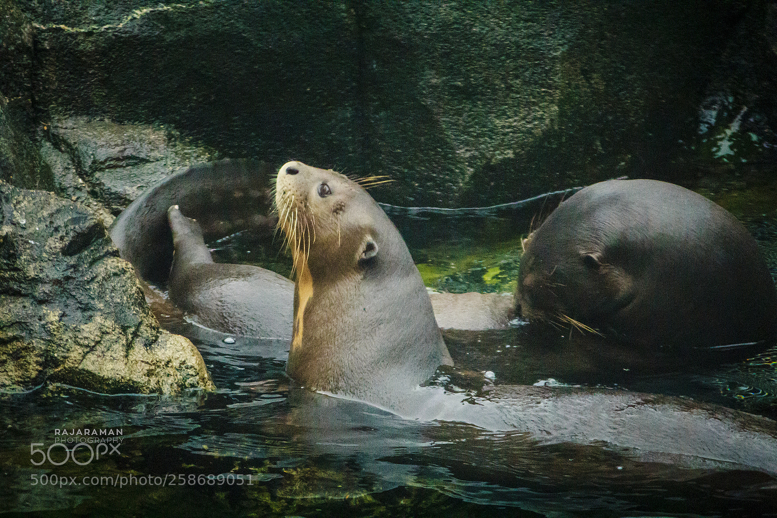 Canon EOS 60D sample photo. Playful giant river otters photography