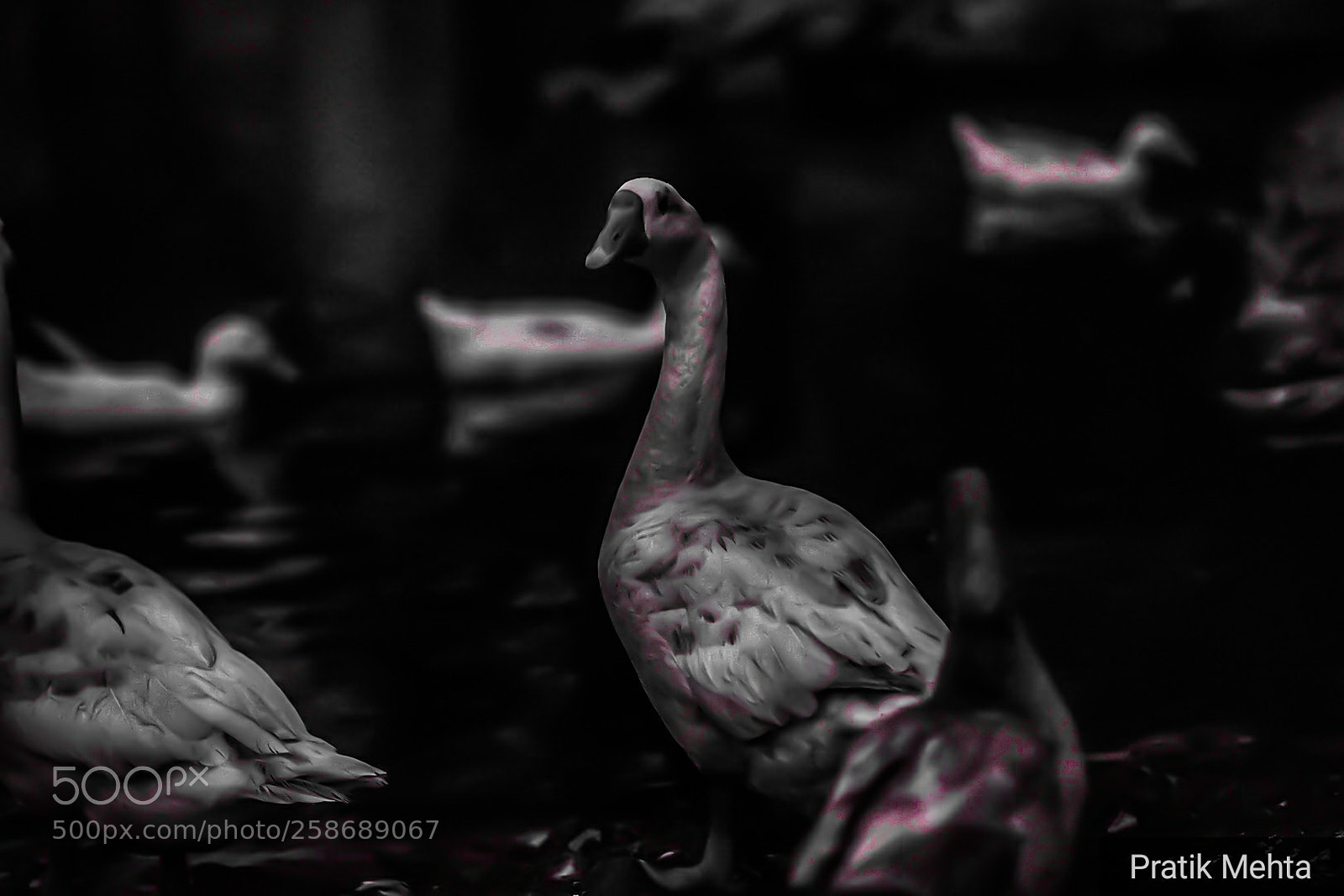 Nikon D750 sample photo. Blood on our feathers photography