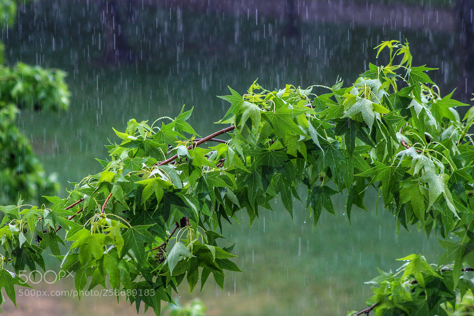 Canon EOS 600D (Rebel EOS T3i / EOS Kiss X5) sample photo. Rain photography