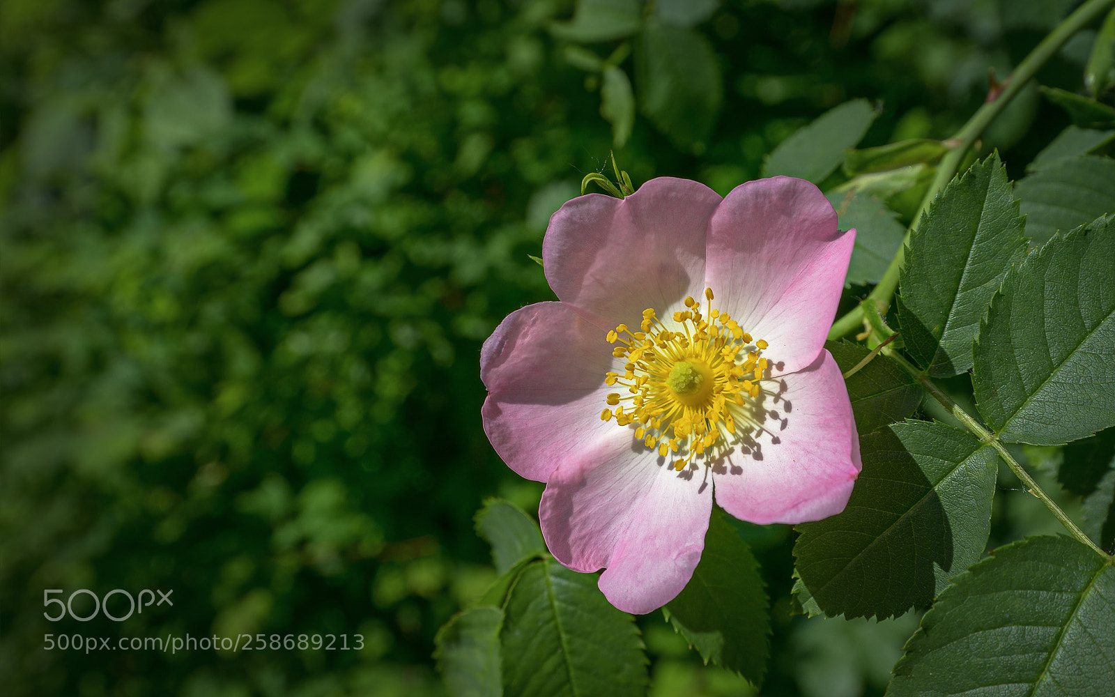 Nikon D800 sample photo. Wild rose photography