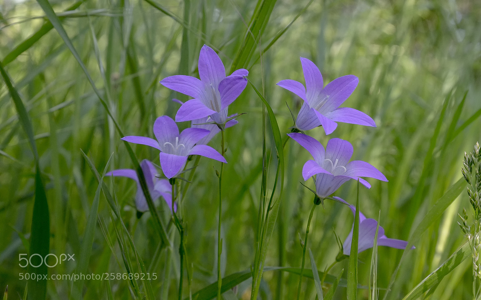 Nikon D800 sample photo. Delicate flowers photography