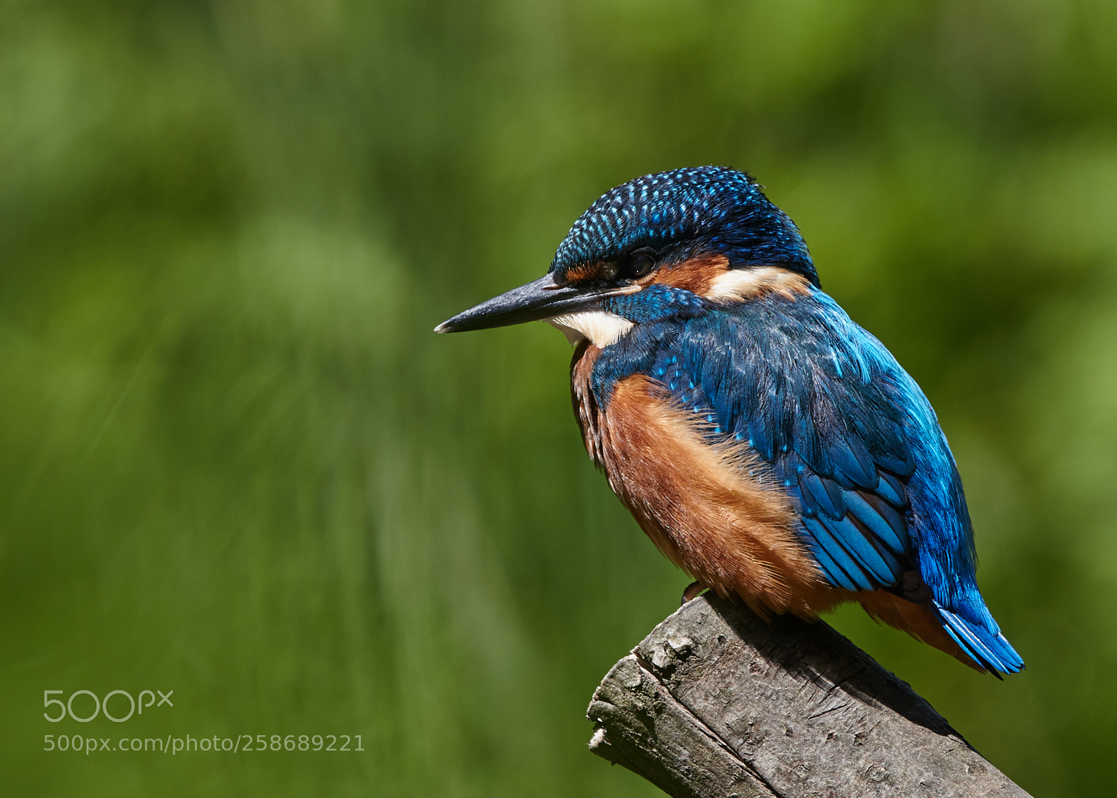 Canon EOS-1D Mark IV sample photo. Kingfisher photography