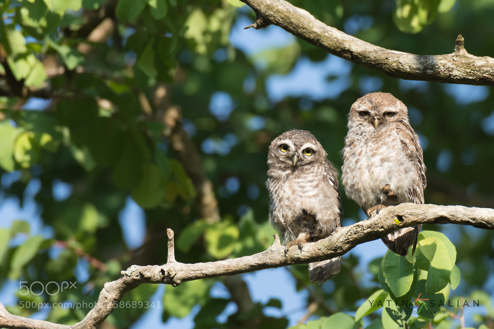 Nikon D7200 sample photo. Jungle owlet photography