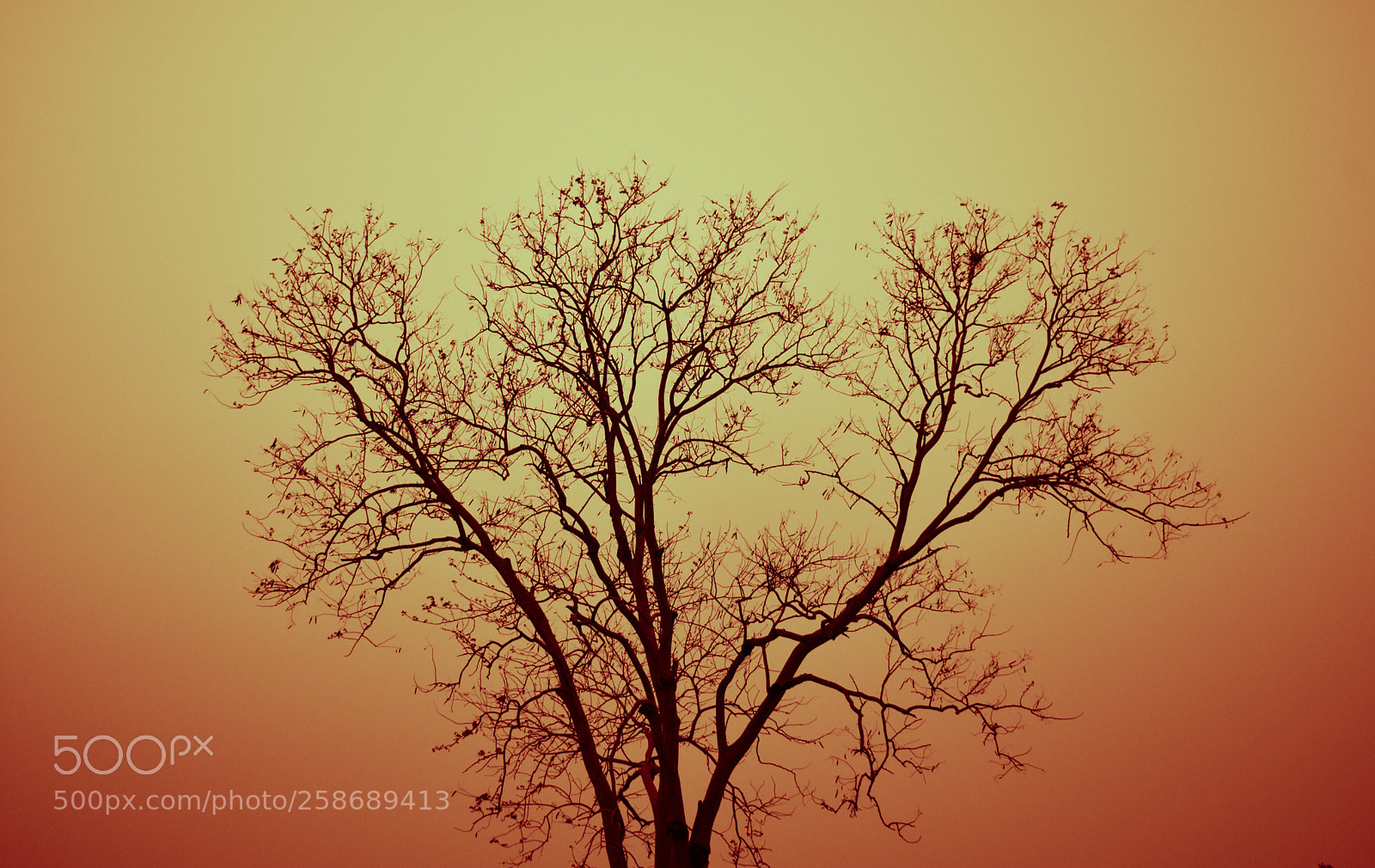 Nikon D3400 sample photo. Sunset and tree photography