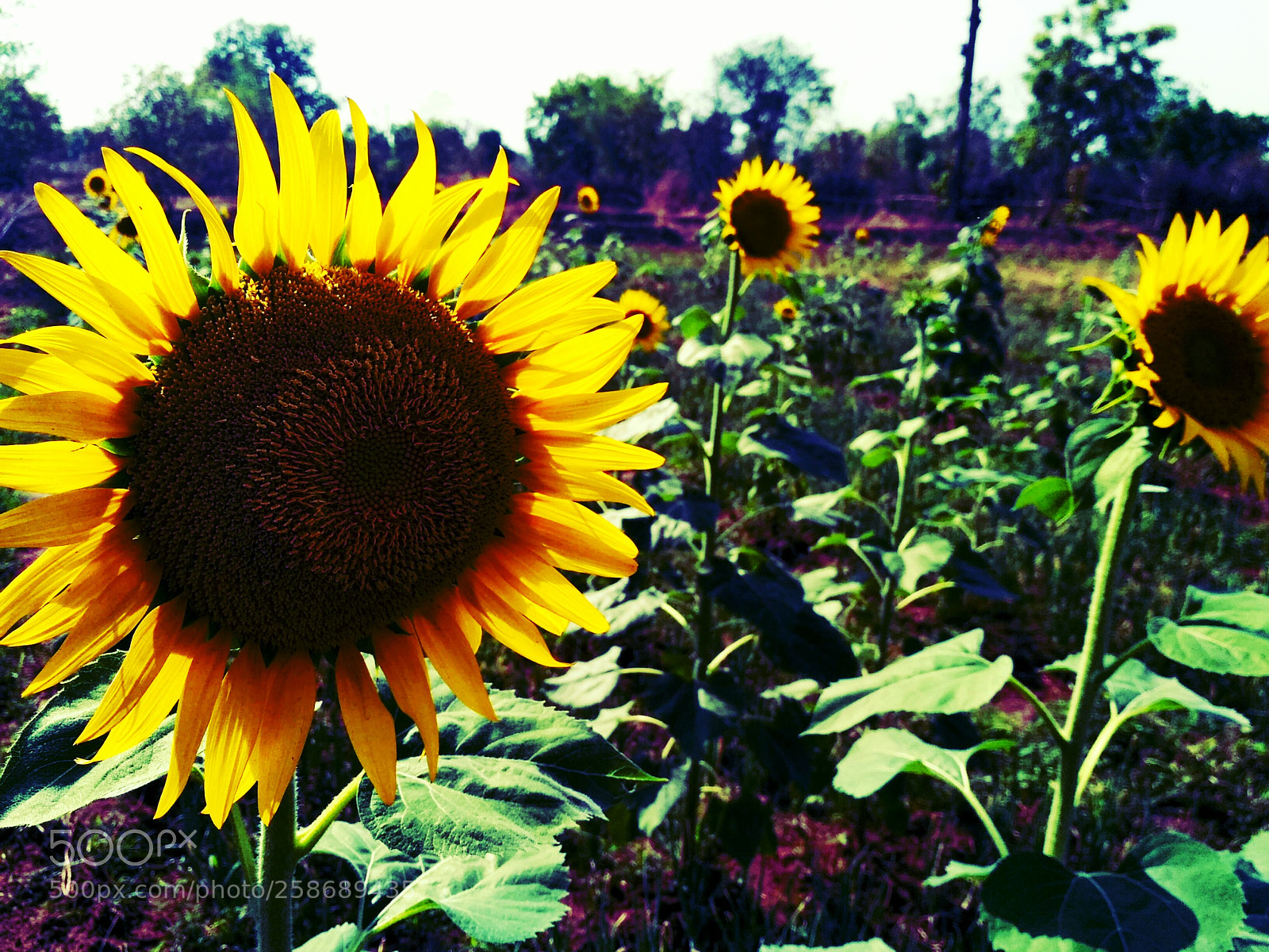 Xiaomi Redmi 3S sample photo. Smiling sunflower photography