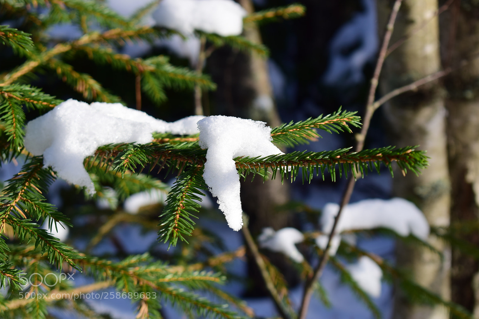 Nikon D3300 sample photo. Dsc photography